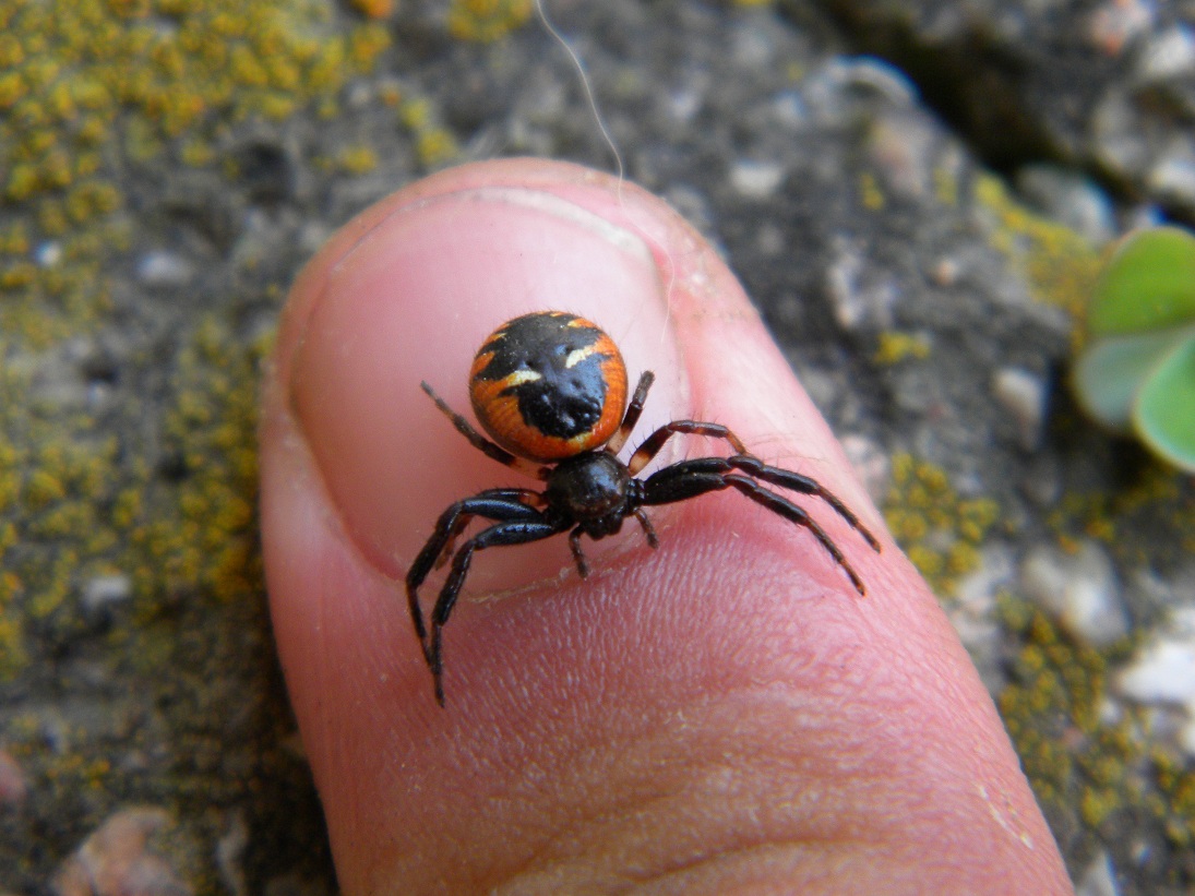 Synema globosum